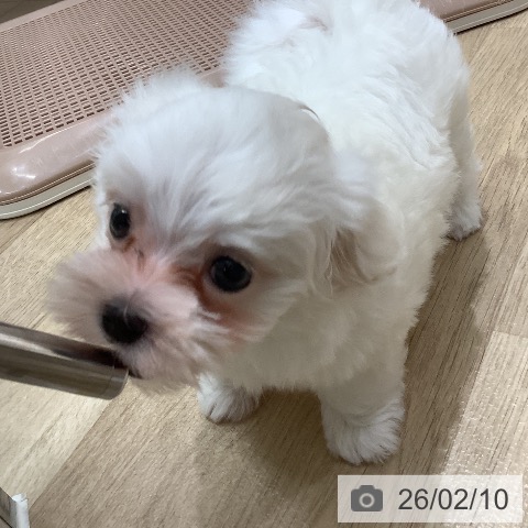マルチーズの写真