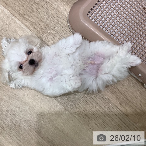 マルチーズの写真