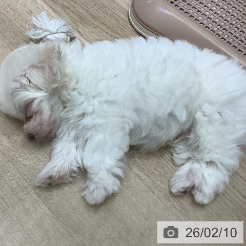 マルチーズの写真