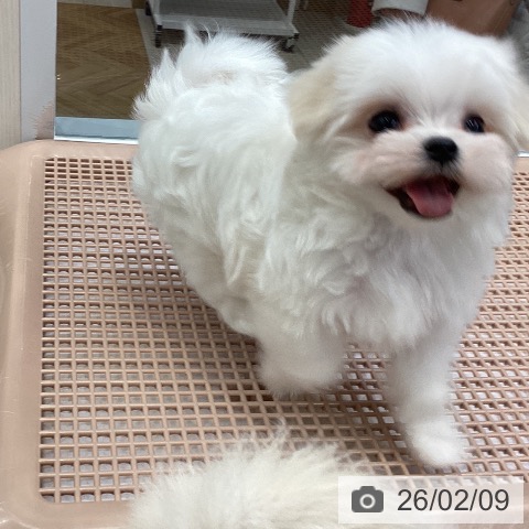 マルチーズの写真