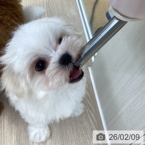 マルチーズの写真