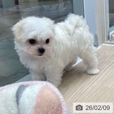 マルチーズの写真