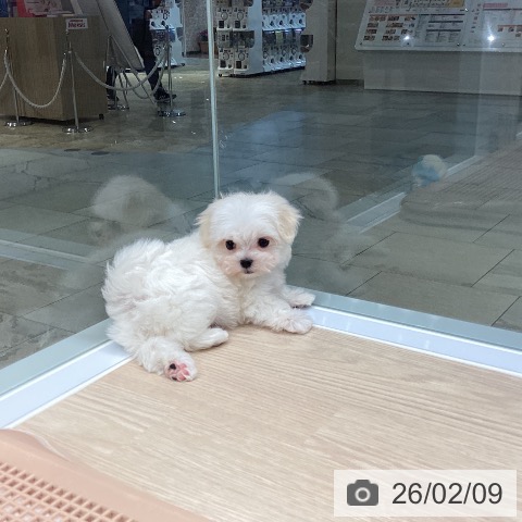 マルチーズの写真