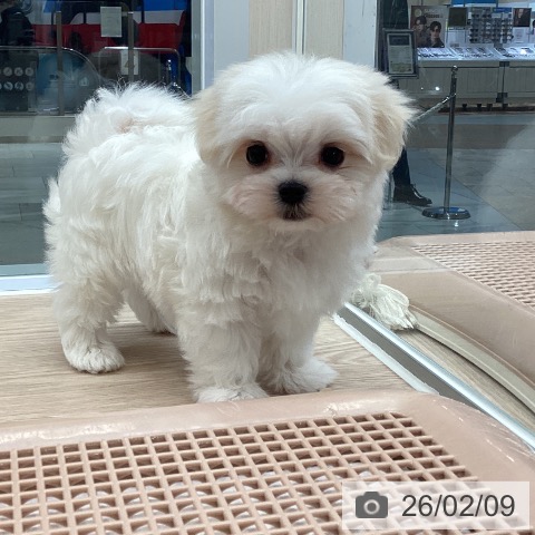 マルチーズの写真