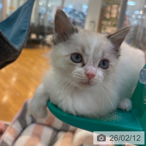 京都府のマンチカン (ペットプラス イオンモールKYOTO店/2025年12月8日生まれ/男の子/ブルーポイントホワイト)の子猫の4枚目の画像