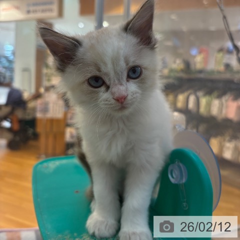 京都府のマンチカン (ペットプラス イオンモールKYOTO店/2025年12月8日生まれ/男の子/ブルーポイントホワイト)の子猫の3枚目の画像