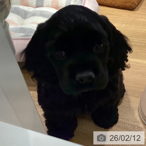 大阪府のアメリカンコッカースパニエル (ペットプラス りんくう泉南店/2025年12月11日生まれ/男の子/ブラック)の子犬の4枚目の画像