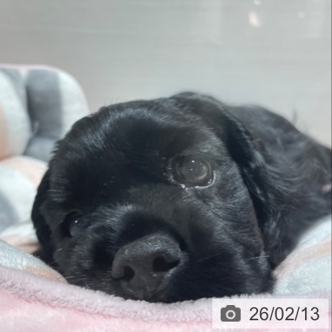 兵庫県のアメリカンコッカースパニエル (ペットプラス 神戸三宮店/2025年12月11日生まれ/女の子/ブラック)の子犬の4枚目の画像