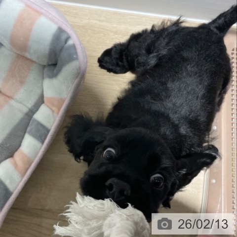 兵庫県のアメリカンコッカースパニエル (ペットプラス 神戸三宮店/2025年12月11日生まれ/女の子/ブラック)の子犬の3枚目の画像