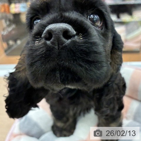 京都府のアメリカンコッカースパニエル (ペットプラス 京都桂川店/2025年12月11日生まれ/女の子/ブラックタン)の子犬の3枚目の画像