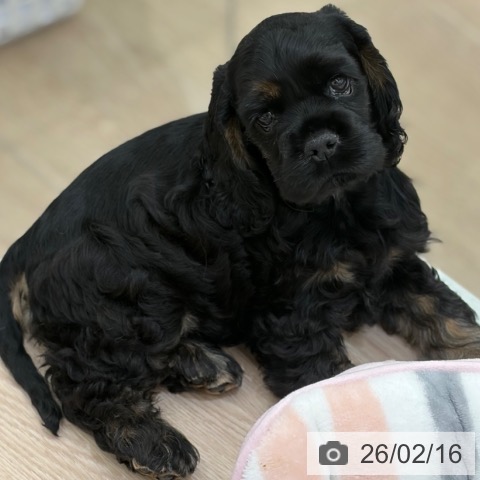 京都府のアメリカンコッカースパニエル (ペットプラス 京都桂川店/2025年12月11日生まれ/女の子/ブラックタン)の子犬の3枚目の画像