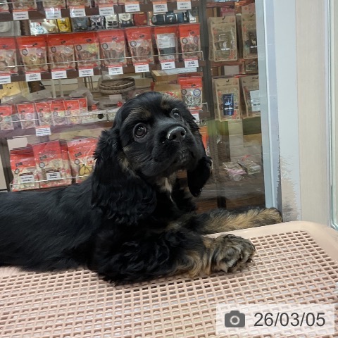 アメリカンコッカースパニエル(ブラックタン)の子犬を価格や特徴で探す