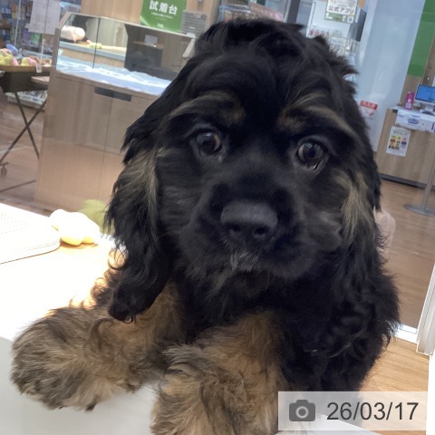 大阪府のアメリカンコッカースパニエル (ペットプラス りんくう泉南店/2025年12月11日生まれ/女の子/ブラックタン)の子犬の4枚目の画像