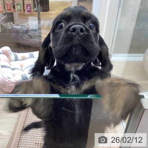 大阪府のアメリカンコッカースパニエル (ペットプラス ららぽーと和泉店/2025年12月11日生まれ/女の子/ブラックタン)の子犬の4枚目の画像