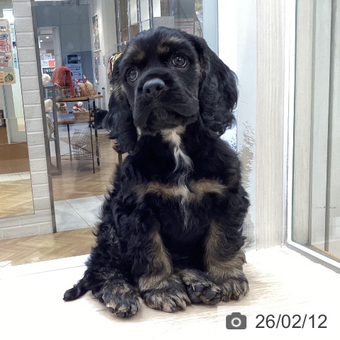 大阪府のアメリカンコッカースパニエル (ペットプラス ららぽーと和泉店/2025年12月11日生まれ/女の子/ブラックタン)の子犬の3枚目の画像