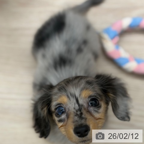 京都府のミニチュアダックスフンド(ロング) (ペットプラス 京都桂川店/2025年12月9日生まれ/女の子/シルバーダップル)の子犬の4枚目の画像