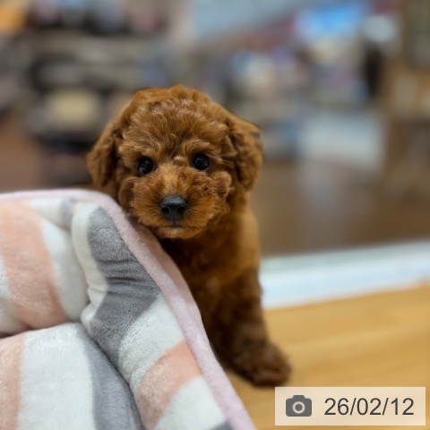 奈良県のトイプードル(トイ) (ペットプラス 大和郡山店/2025年12月12日生まれ/女の子/レッド)の子犬の4枚目の画像