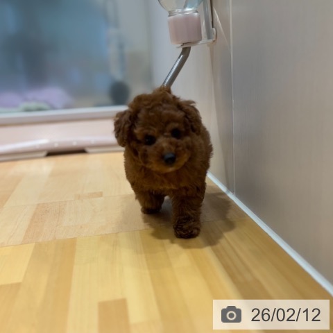 奈良県のトイプードル(トイ) (ペットプラス 大和郡山店/2025年12月12日生まれ/女の子/レッド)の子犬の3枚目の画像