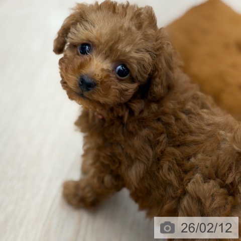 京都府のトイプードル(トイ) (ペットプラス 京都桂川店/2025年12月12日生まれ/女の子/レッド)の子犬の4枚目の画像