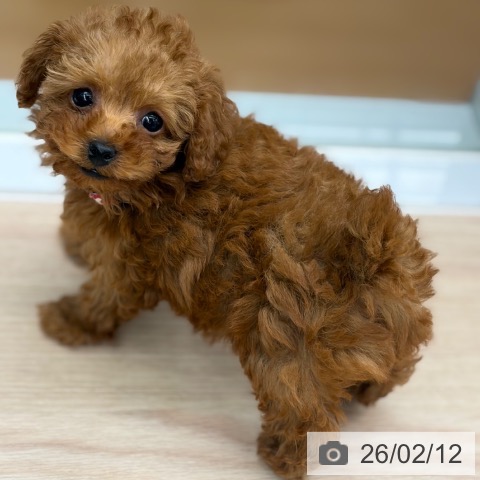 京都府のトイプードル(トイ) (ペットプラス 京都桂川店/2025年12月12日生まれ/女の子/レッド)の子犬の3枚目の画像