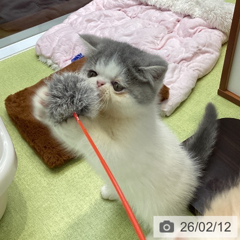 大阪府のエキゾチック (ペットプラス ららぽーと和泉店/2025年12月6日生まれ/男の子/ブルーホワイト)の子猫の3枚目の画像