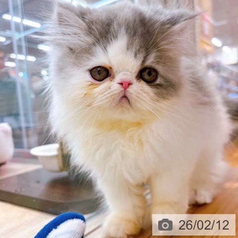 大阪府のエキゾチック (ペットプラス イオン大日店/2025年12月6日生まれ/男の子/ブルーホワイト)の子猫の4枚目の画像