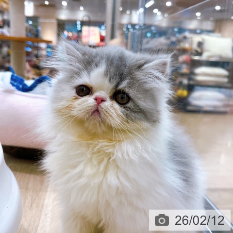 大阪府のエキゾチック (ペットプラス イオン大日店/2025年12月6日生まれ/男の子/ブルーホワイト)の子猫の3枚目の画像