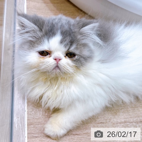 大阪府のエキゾチック (ペットプラス イオン大日店/2025年12月6日生まれ/男の子/ブルーホワイト)の子猫の3枚目の画像