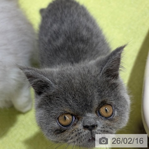 京都府のエキゾチック (ペットプラス 京都桂川店/2025年12月6日生まれ/男の子/ブルー)の子猫の4枚目の画像
