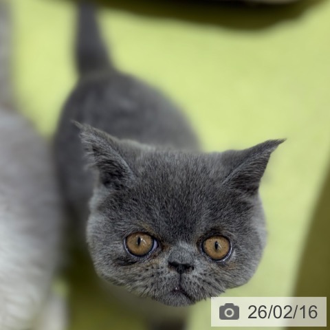 京都府のエキゾチック (ペットプラス 京都桂川店/2025年12月6日生まれ/男の子/ブルー)の子猫の3枚目の画像