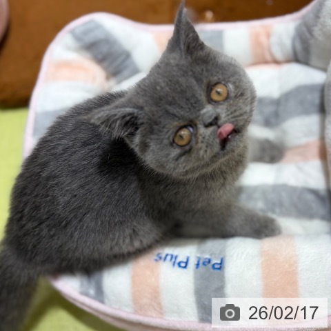 京都府のエキゾチック (ペットプラス 京都桂川店/2025年12月6日生まれ/男の子/ブルー)の子猫の4枚目の画像