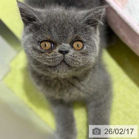 京都府のエキゾチック (ペットプラス 京都桂川店/2025年12月6日生まれ/男の子/ブルー)の子猫の3枚目の画像