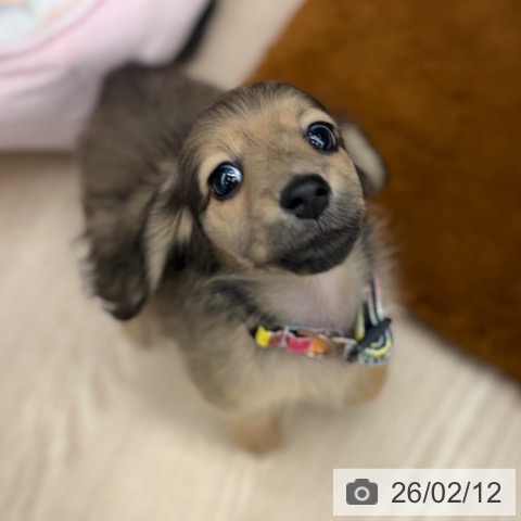 京都府のミニチュアダックスフンド(ロング) (ペットプラス 京都桂川店/2025年12月12日生まれ/男の子/シェーデットイエロー)の子犬の4枚目の画像