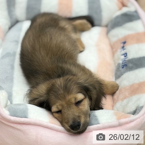 京都府のミニチュアダックスフンド(ロング) (ペットプラス 京都桂川店/2025年12月12日生まれ/男の子/シェーデットイエロー)の子犬の3枚目の画像