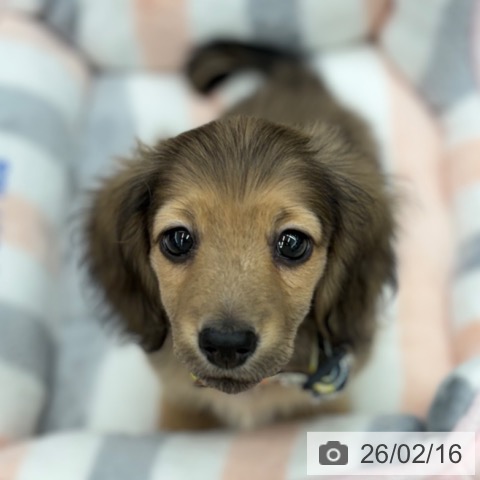 京都府のミニチュアダックスフンド(ロング) (ペットプラス 京都桂川店/2025年12月12日生まれ/男の子/シェーデットイエロー)の子犬の3枚目の画像