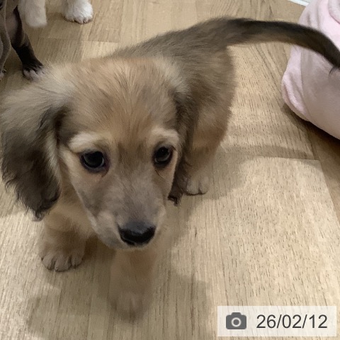 ミニチュア・ダックスフンドの写真