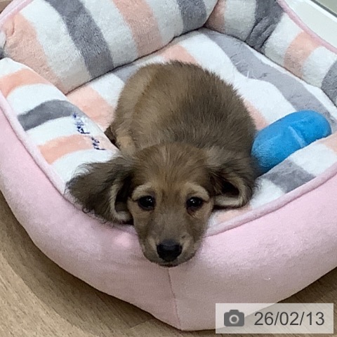 大阪府のミニチュアダックスフンド(ロング) (ペットプラス 鶴見店/2025年12月12日生まれ/男の子/イエロー)の子犬の4枚目の画像