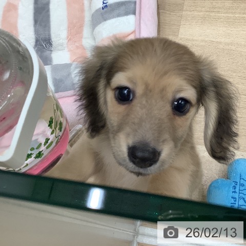 大阪府のミニチュアダックスフンド(ロング) (ペットプラス 鶴見店/2025年12月12日生まれ/男の子/イエロー)の子犬の3枚目の画像