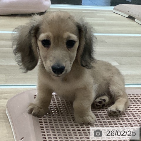 大阪府のミニチュアダックスフンド(ロング) (ペットプラス 鶴見店/2025年12月12日生まれ/男の子/イエロー)の子犬の4枚目の画像