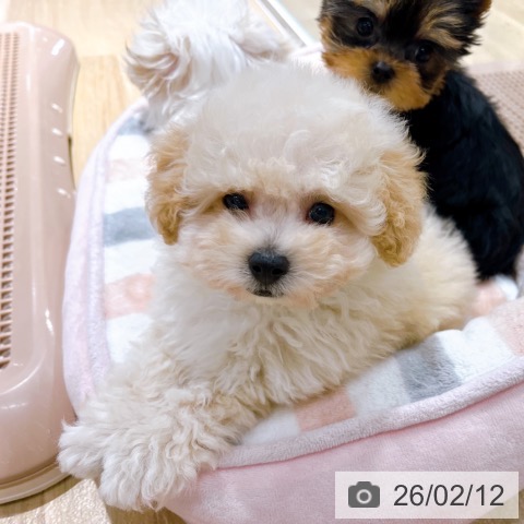 大阪府のトイプードル(トイ) (ペットプラス イオン大日店/2025年12月11日生まれ/男の子/ペールフォーン)の子犬の3枚目の画像