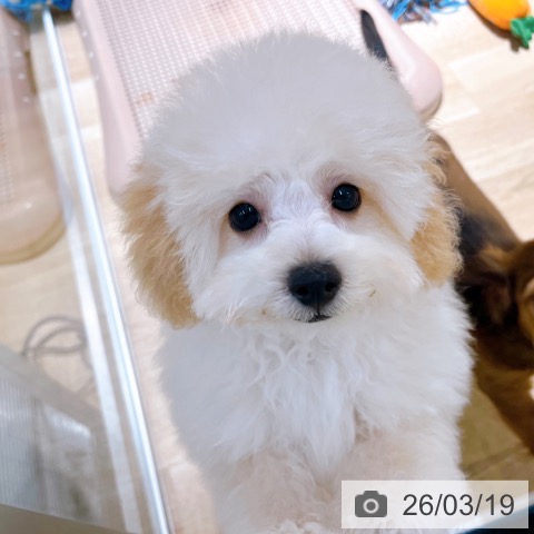 大阪府のトイプードル(トイ) (ペットプラス イオン大日店/2025年12月11日生まれ/男の子/ペールフォーン)の子犬の4枚目の画像