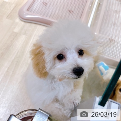 大阪府のトイプードル(トイ) (ペットプラス イオン大日店/2025年12月11日生まれ/男の子/ペールフォーン)の子犬の3枚目の画像