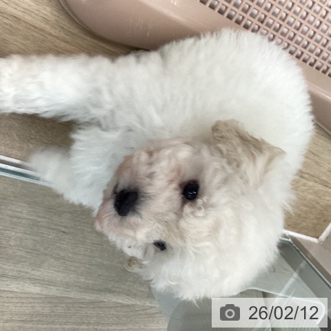 大阪府のトイプードル(トイ) (ペットプラス りんくう泉南店/2025年12月11日生まれ/男の子/ペールフォーン)の子犬の4枚目の画像