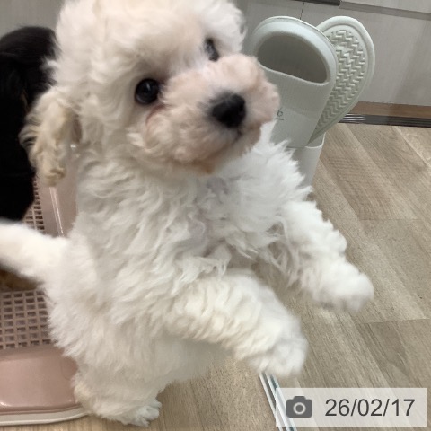 大阪府のトイプードル(トイ) (ペットプラス りんくう泉南店/2025年12月11日生まれ/男の子/ペールフォーン)の子犬の4枚目の画像