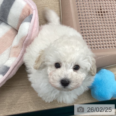 大阪府のトイプードル(トイ) (ペットプラス りんくう泉南店/2025年12月11日生まれ/男の子/ペールフォーン)の子犬の4枚目の画像