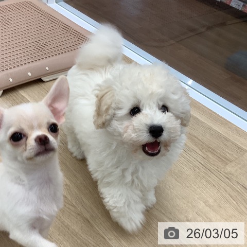 大阪府のトイプードル(トイ) (ペットプラス りんくう泉南店/2025年12月11日生まれ/男の子/ペールフォーン)の子犬の4枚目の画像