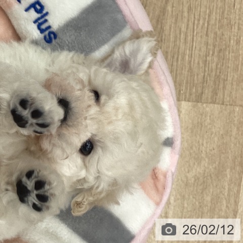 大阪府のトイプードル(トイ) (ペットプラス りんくう泉南店/2025年12月11日生まれ/男の子/ペールフォーン)の子犬の3枚目の画像
