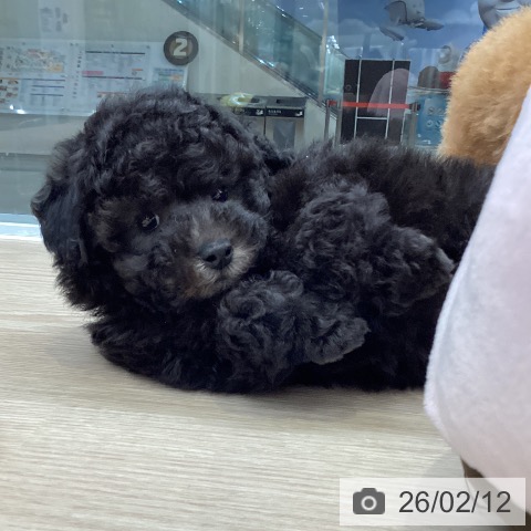 大阪府のトイプードル(トイ) (ペットプラス ららぽーと和泉店/2025年12月11日生まれ/女の子/グレー)の子犬の3枚目の画像