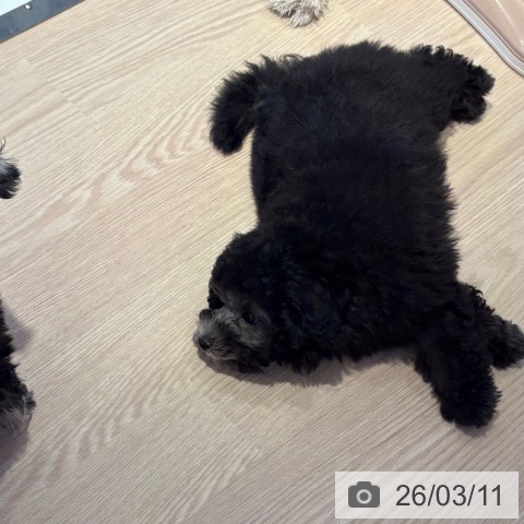 和歌山県のトイプードル(トイ) (ペットプラス 和歌山店/2025年12月11日生まれ/女の子/グレー)の子犬の4枚目の画像