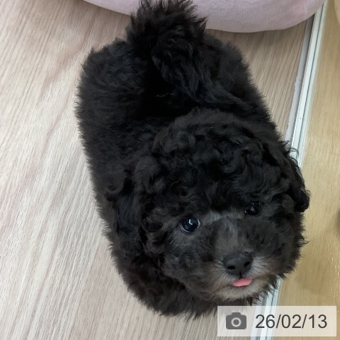 大阪府のトイプードル(トイ) (ペットプラス ららぽーと和泉店/2025年12月11日生まれ/女の子/グレー)の子犬の3枚目の画像